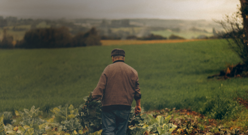 Farmer walking through a field carrying freshly harvested crops.